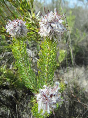 Serruria brownii