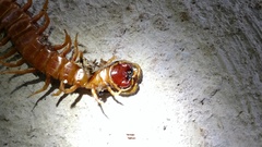 Scolopendra alternans