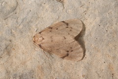 Paidia rica