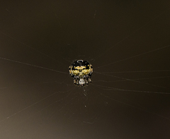 Araneus rotundulus