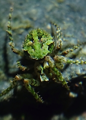 Cryptaranea atrihastula