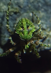 Cryptaranea atrihastula