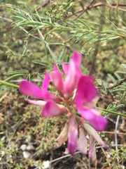 Hedysarum ucrainicum