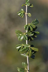 Wiborgia obcordata