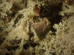 Episcomitra cornicula
