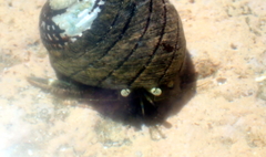 Pagurus novizealandiae