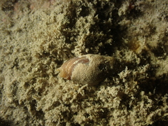 Episcomitra cornicula