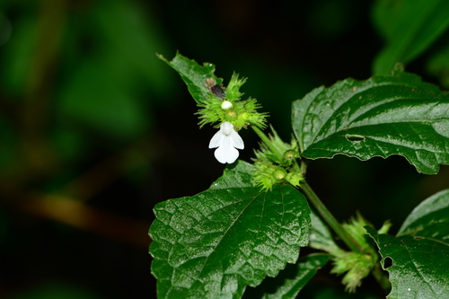 Maharashtrian Thumba (Leucas deodikarii)