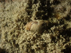 Episcomitra cornicula
