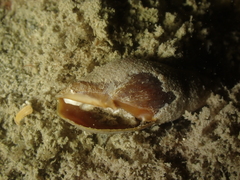Episcomitra cornicula