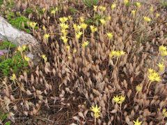 Petrosedum pruinatum