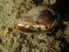 Episcomitra cornicula