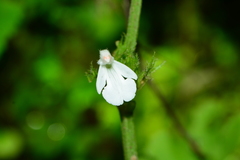 Leucas deodikarii