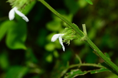 Leucas deodikarii