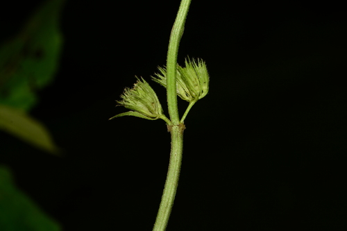 Image of Leucas deodikarii by no rights reserved