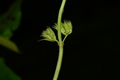 Leucas deodikarii