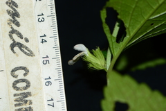 Leucas deodikarii