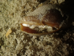 Episcomitra cornicula