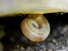 Helicella