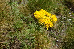 Jacobaea adonidifolia