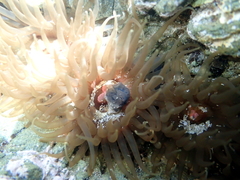 Isactinia olivacea