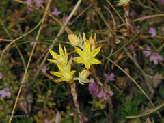 Petrosedum pruinatum