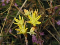 Petrosedum pruinatum