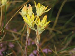 Petrosedum pruinatum