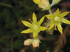Petrosedum pruinatum