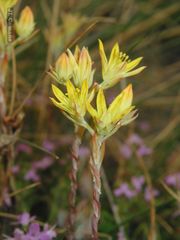 Petrosedum pruinatum