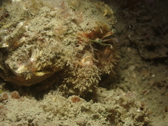 Pagurus cuanensis