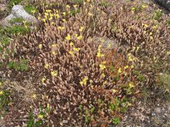 Petrosedum pruinatum