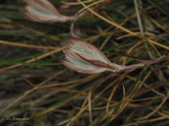Petrosedum pruinatum
