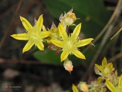 Petrosedum pruinatum