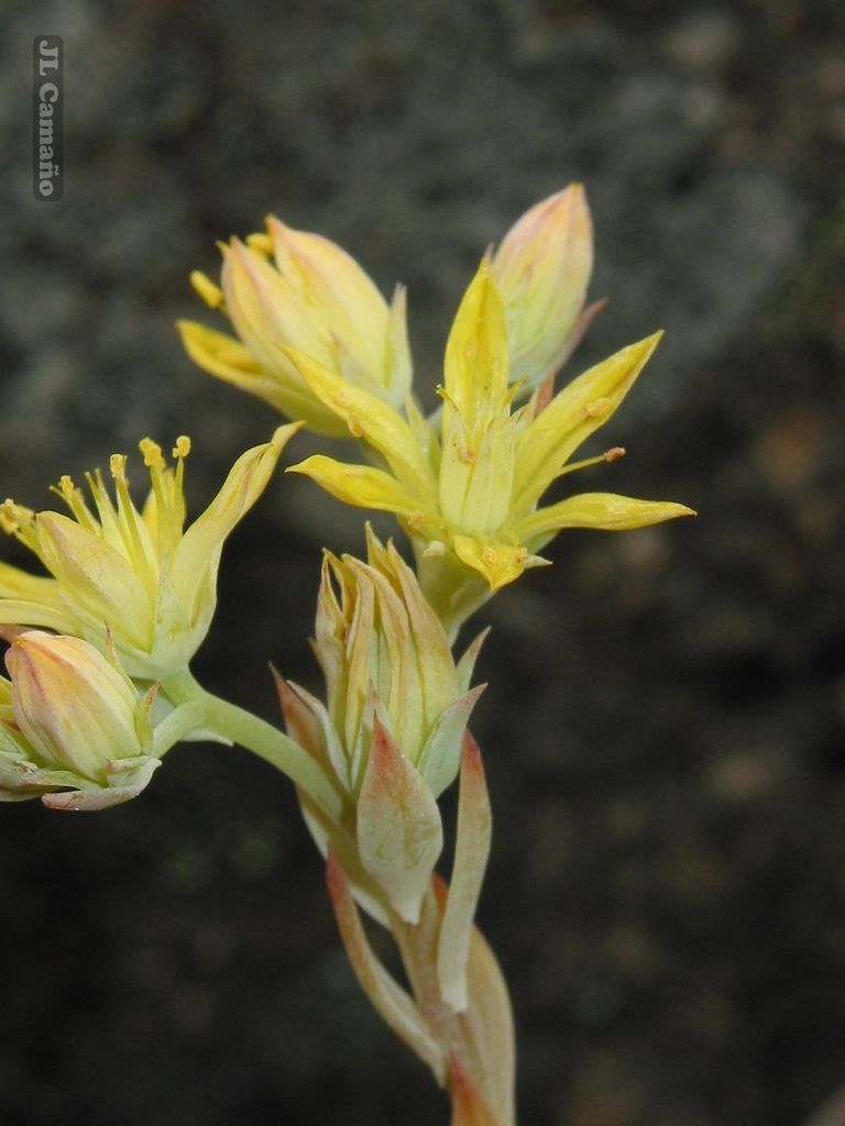 Petrosedum pruinatum