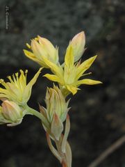 Petrosedum pruinatum