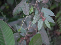 Cissus discolor