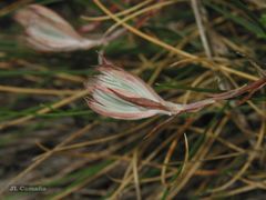 Petrosedum pruinatum