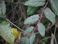 Cissus discolor