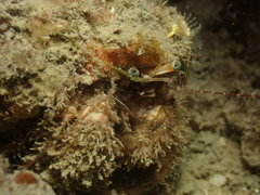 Pagurus cuanensis