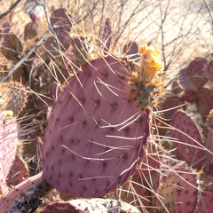 Opuntia gosseliniana