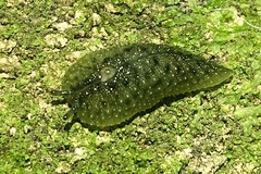 Pseudaneitea