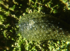 Pseudaneitea