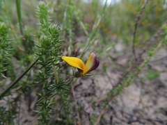 Aspalathus retroflexa bicolor