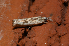 Microcrambus minor