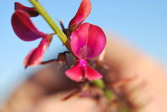 Indigofera humifusa
