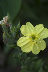 Oenothera pycnocarpa