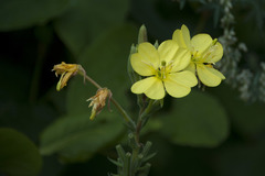 Oenothera pycnocarpa