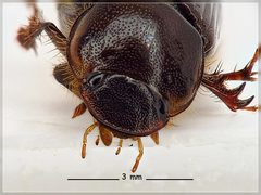 Acrossidius tasmaniae