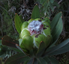 Protea coronata